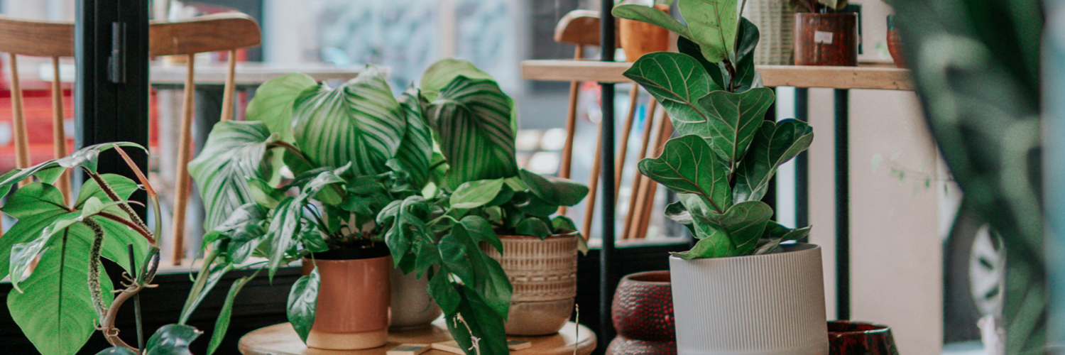 PlantsAndThings